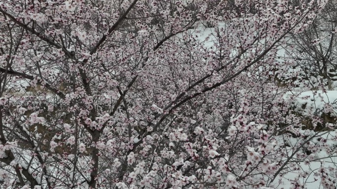 桃花上的雪