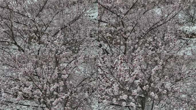 桃花上的雪