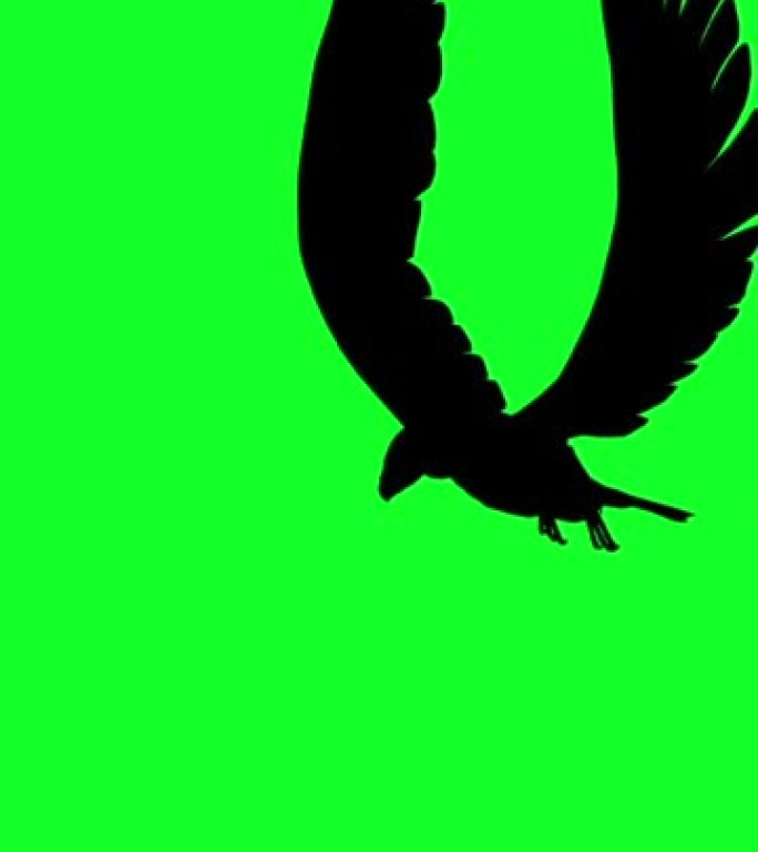 3d垂直视频动画-绿屏飞行中的秃鹰剪影
