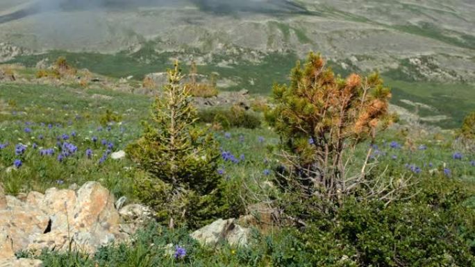 高山石草甸野花视频。萨利克山在背景上。阿尔泰山。