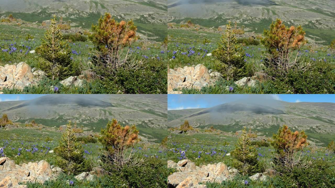高山石草甸野花视频。萨利克山在背景上。阿尔泰山。