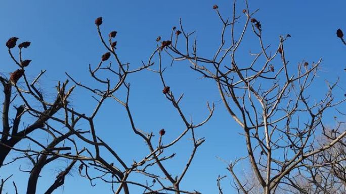 漆树鹿角-早春在城市公园。斑疹伤寒大冠，配以去年鲜红色的果实。