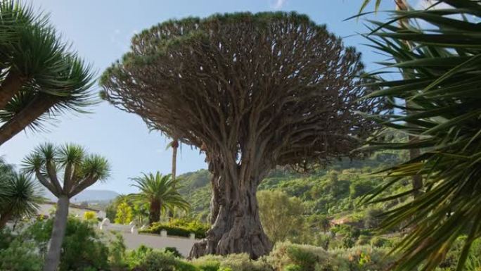 西班牙加那利群岛特内里费岛Icod de los Vinos镇的古龙树