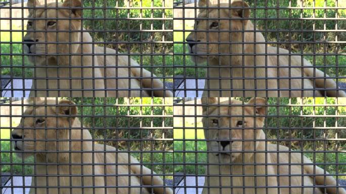 热带动物园笼子里狮子的特写镜头。笼子里的狮子看着相机