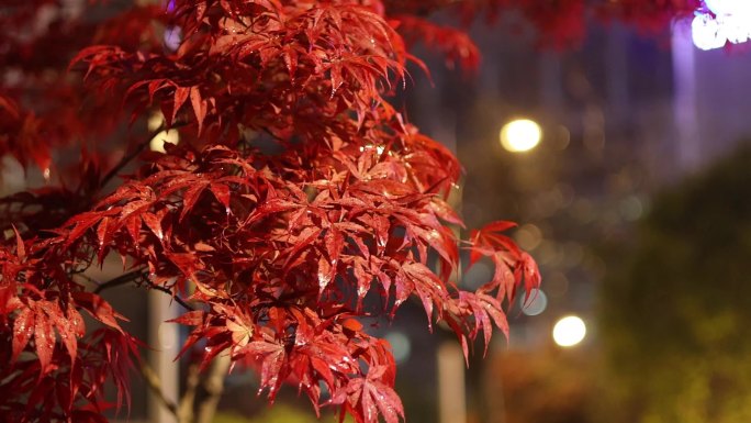 夜晚下雨场景视频素材