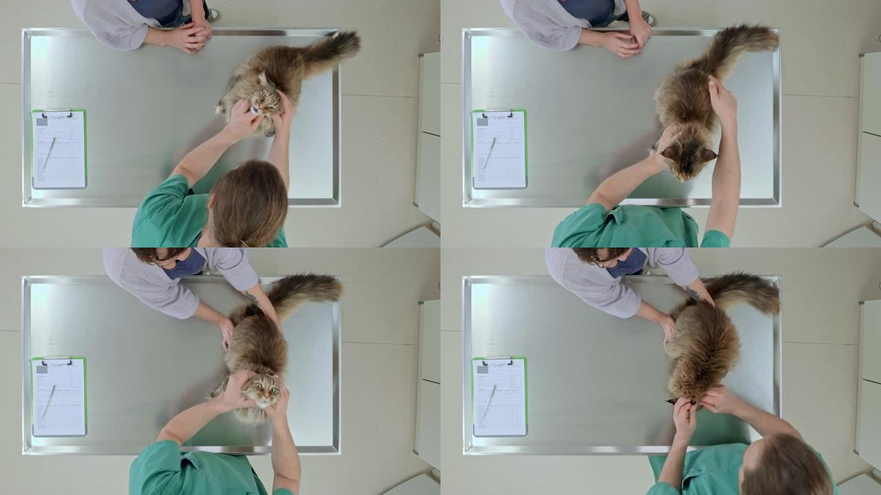 坐在检查台上并由兽医进行健康检查的猫上方的LD