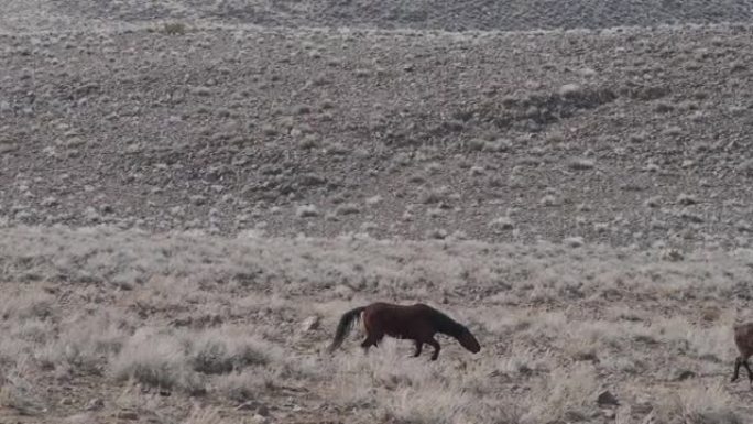 弗吉尼亚山脉野生野马马在里诺附近崎Nevada的沙漠中互动和奔跑。