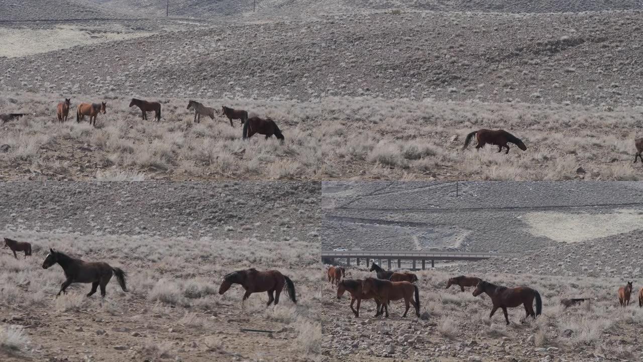 弗吉尼亚山脉野生野马马在里诺附近崎Nevada的沙漠中互动和奔跑。