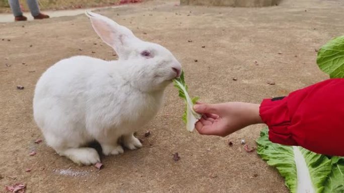 白兔正在吃青菜叶