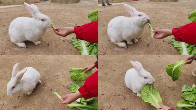 白兔正在吃青菜叶