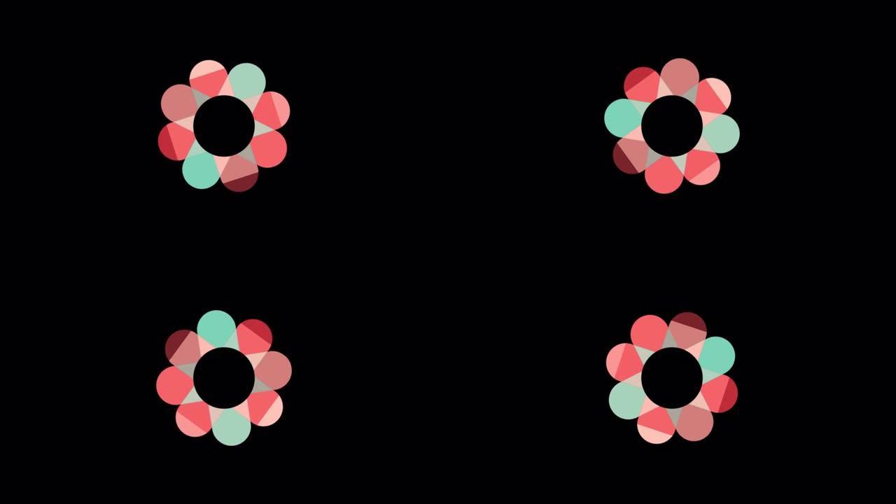 彩色复古彩色旋转花，用于圆形标志动画。带有透明背景的alpha通道的动画花卉可循环动画