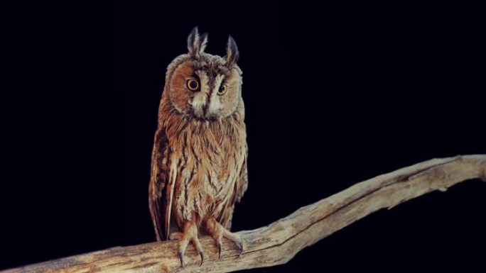 Asio otus-长耳猫头鹰晚上坐在黑色背景上的树枝上