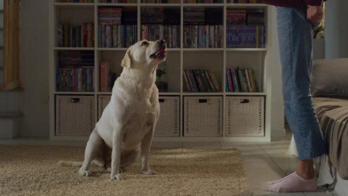 一只可爱的血统金毛猎犬狗的肖像，用爱看着她的主人，专注，在阁楼客厅的家里玩得开心。快乐犬小狗-人类最