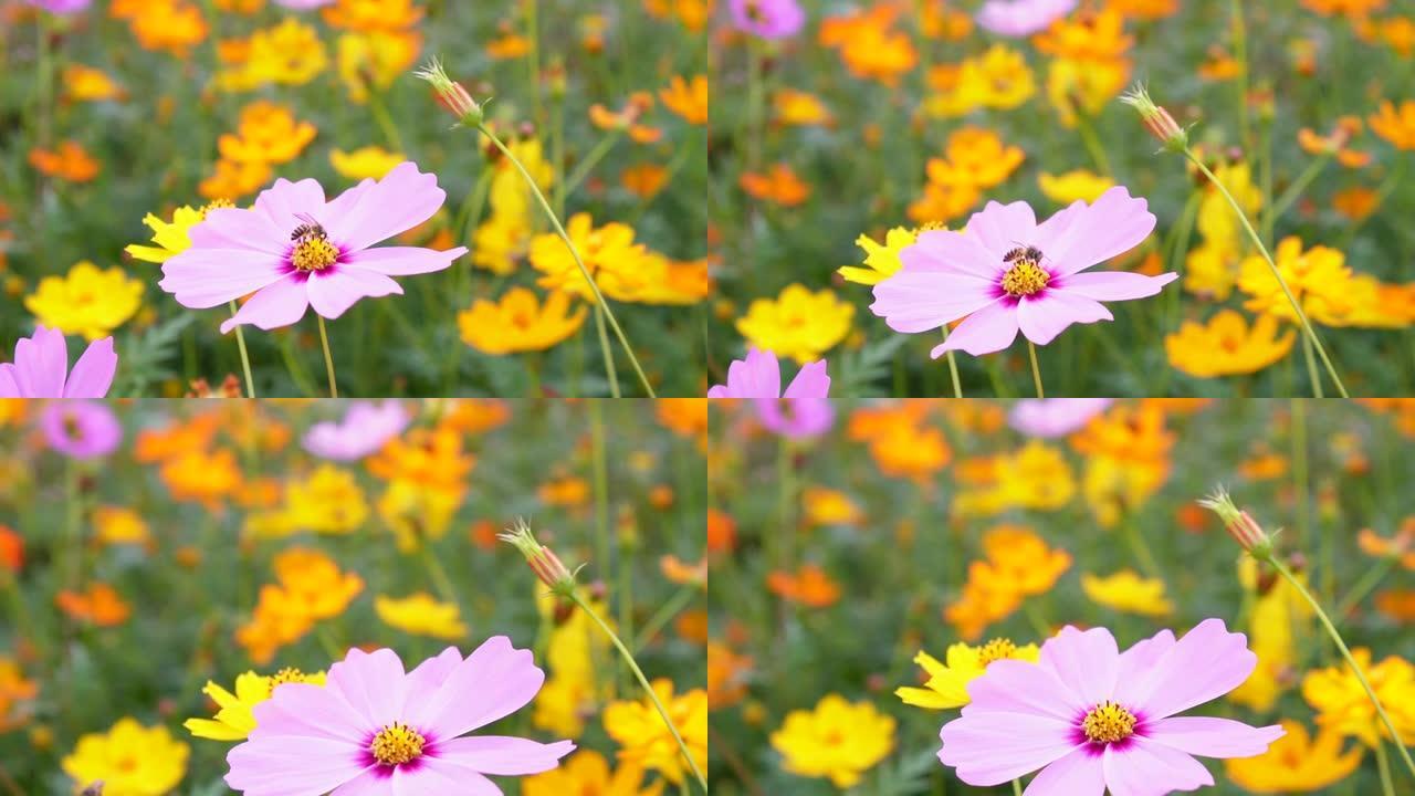 慢动作视频片段显示，在花园的清晨，一群蜜蜂从粉红色的宇宙花花药中取食花蜜。