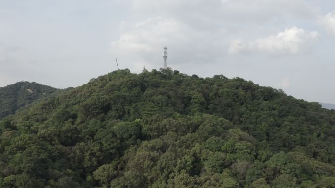 广东省广州白云山顶航拍森林茂盛树林风吹