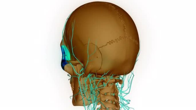 人体骨骼系统颅骨骨部分颧骨解剖动画概念