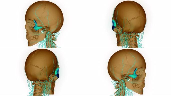 人体骨骼系统颅骨骨部分颧骨解剖动画概念