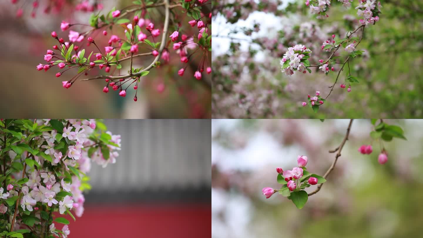 春天海棠花实拍素材