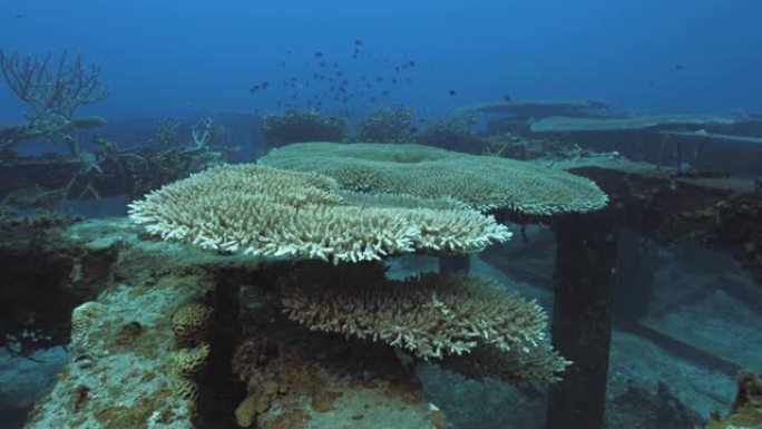 人造礁石结构上的巨大硬珊瑚地层，水下夹子