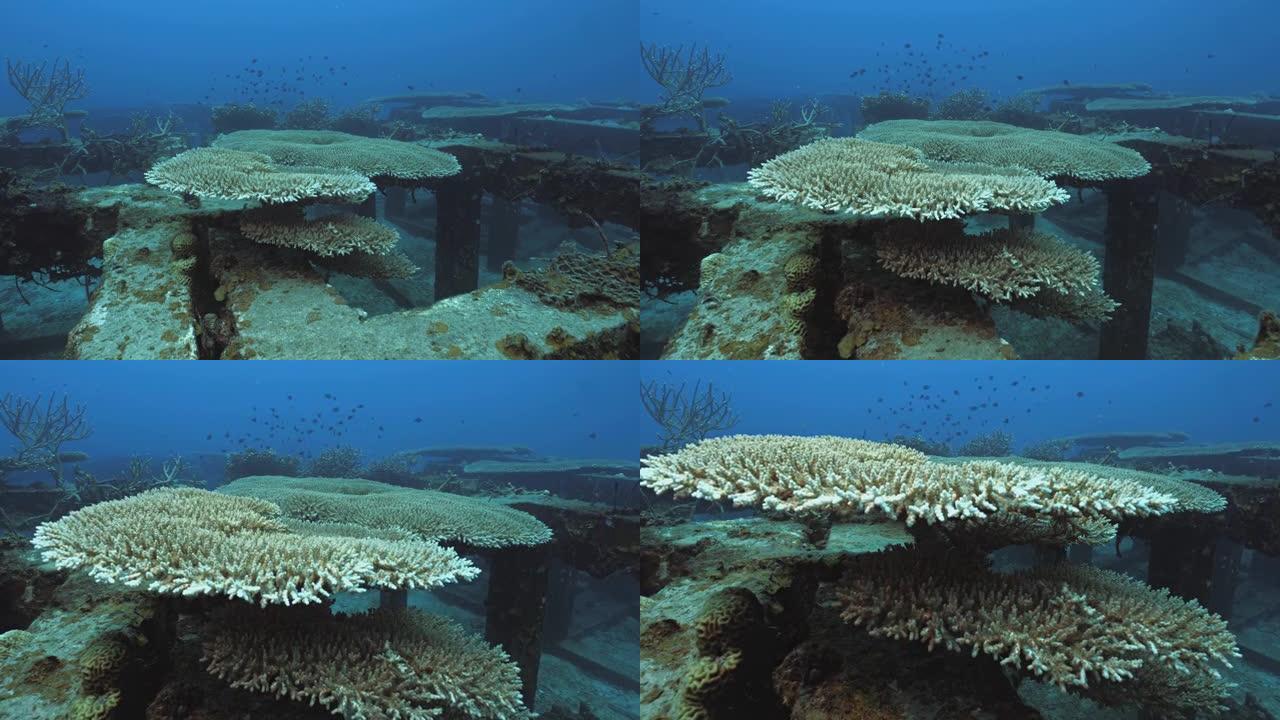 人造礁石结构上的巨大硬珊瑚地层，水下夹子