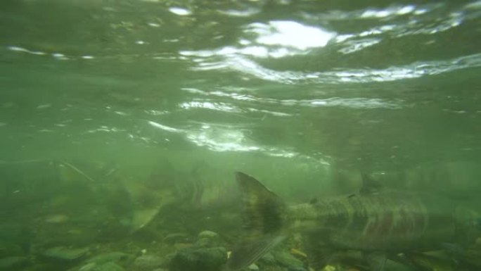 河里的鲑鱼，随时准备逆流而行。水下摄影。