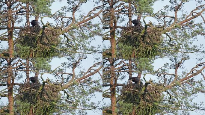 大型猛禽在树顶巢中喂养小鸡