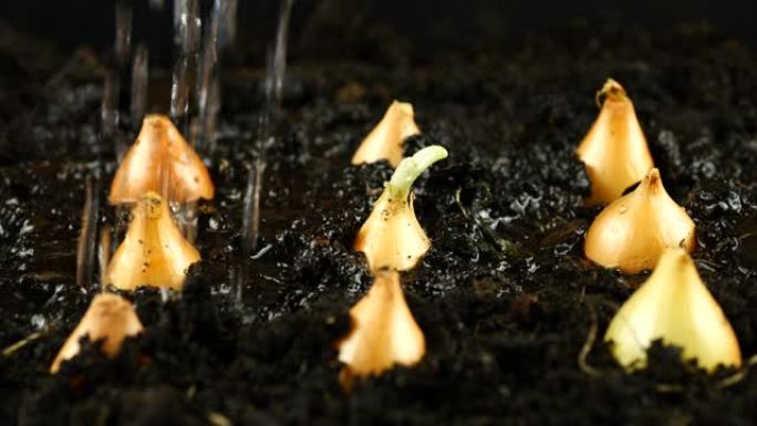 用水将种植的洋葱鳞茎浇灌到地下。