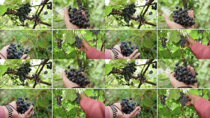 拼贴葡萄。成熟葡萄的簇。葡萄种植园。农民收获葡萄。酿酒概念。