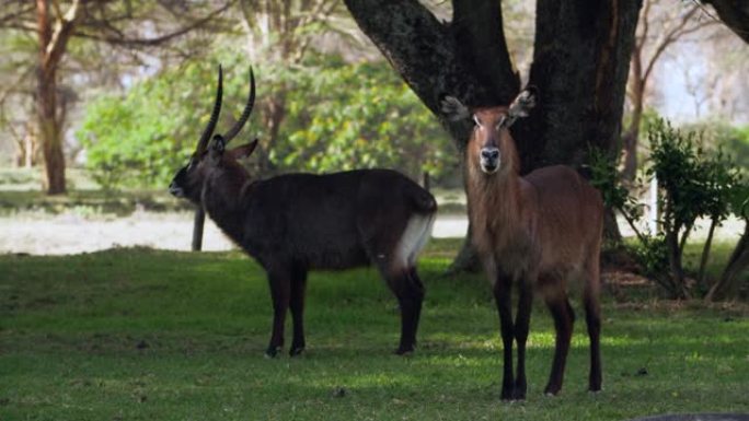 生活在肯尼亚奈瓦沙马赛湖区的剑角羚羊。