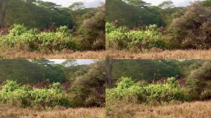 肯尼亚2023-纳库鲁湖国家公园野生动物园-白袜长颈鹿