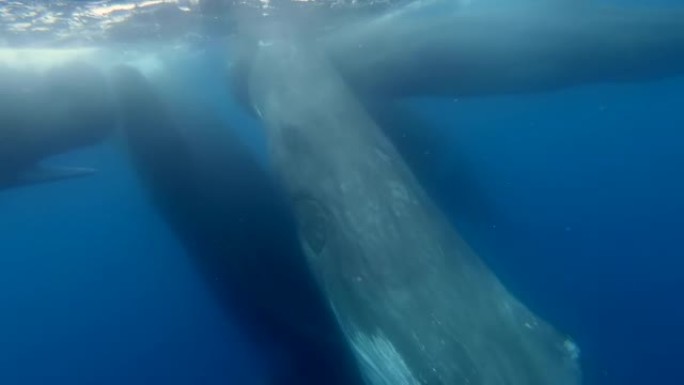 野生世界海洋生物水下的抹香鲸群。