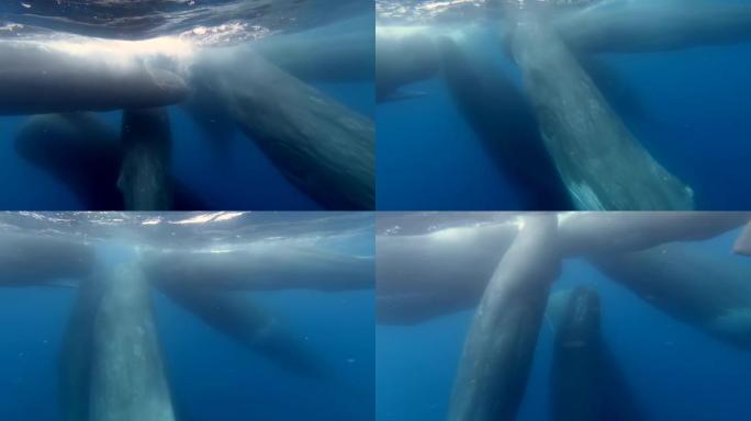 野生世界海洋生物水下的抹香鲸群。