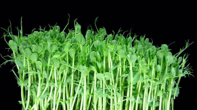 绿豌豆发芽随时间推移而移动。微绿苗健康饮食。素食。黑色背景上的有机产品微绿时光倒流