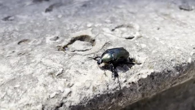 黑粪甲虫在平坦的石头上爬行