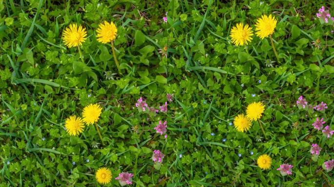 一组蒲公英花在田间开花，并在延时视频上生长。蒲公英盛开的花。