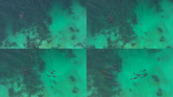 空中无人机在热带水中拍摄海豚
