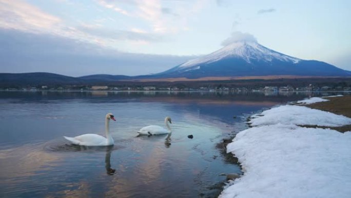 山中湖和富士山的天鹅