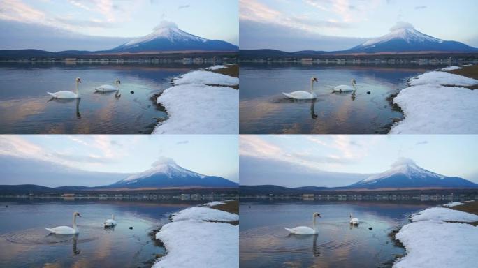 山中湖和富士山的天鹅