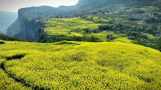 湖北恩施大峡谷田凤坪油菜花海航拍4K