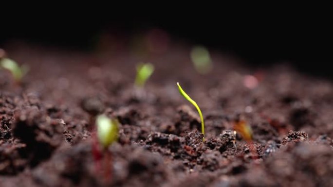 通过有机土壤生长的健康蔬菜幼苗芽的时间流逝。