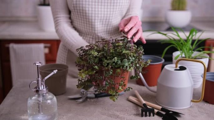 房屋园艺-妇女在家里的花盆中照顾木卫四植物