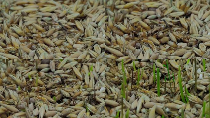延时，特写-新鲜的小绿燕麦和小麦草生长