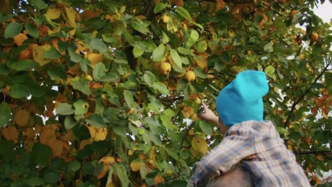 一家人郊游到果园去收集苹果并制作富含维生素的果汁，这是祖父和孙子的宝贵传统。