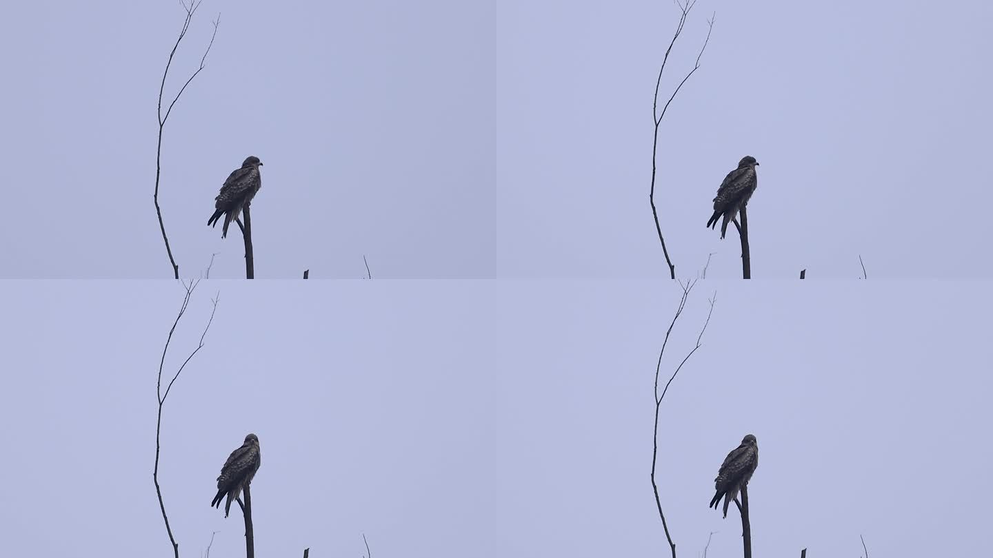 树枝上的黑耳鸢、老鹰、麻鹰