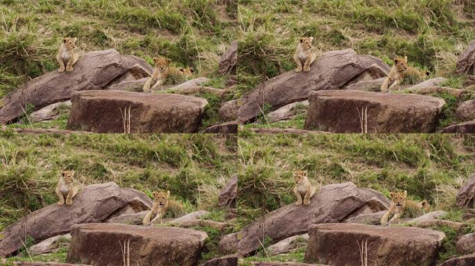 幼狮幼崽在岩石上休息，在肯尼亚环顾四周。