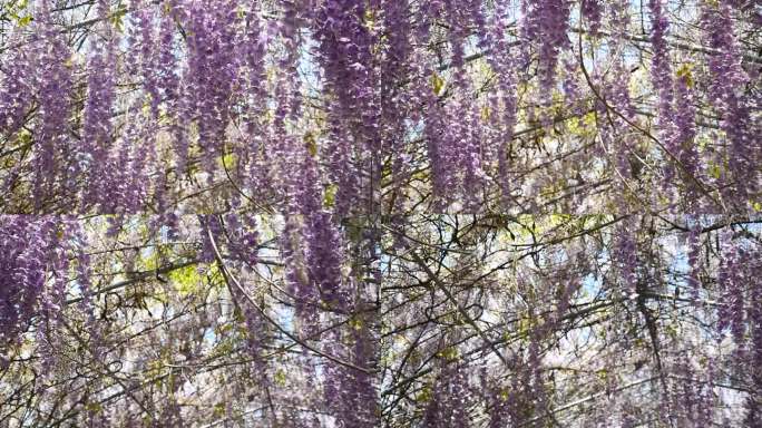 紫藤花盛开在花藤上升格慢镜头