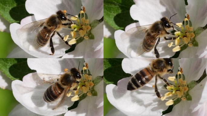 宏射蜜蜂授粉春树白花盛开。慢动作飞行蜜蜂覆盖着花粉，从白色苹果花中收集花蜜。春天的苹果花关闭。