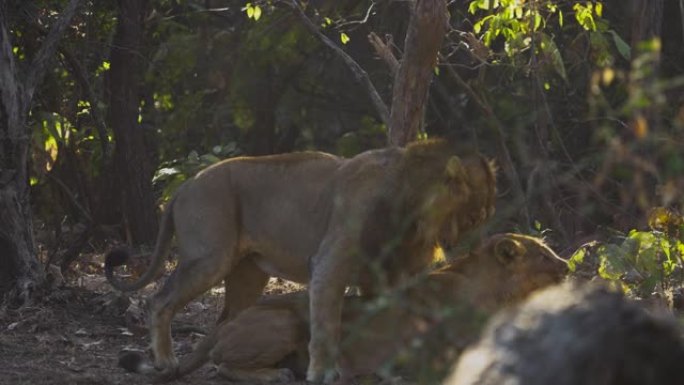 雄性和雌性狮子和母狮在慢动作中交配