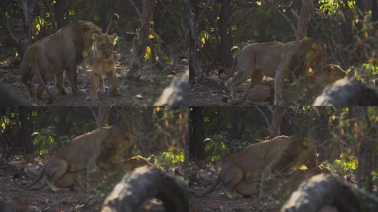雄性和雌性狮子和母狮在慢动作中交配