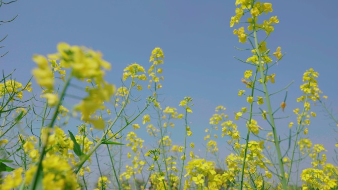 油菜花蜜蜂采蜜春天慢动作升格